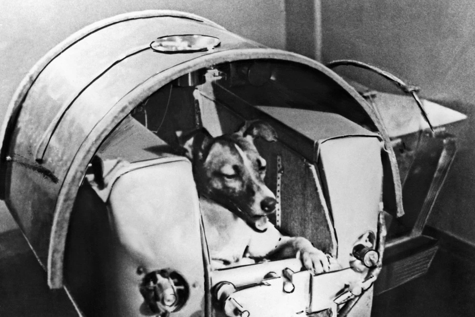 Собака в металлическом отсеке с изогнутой крышкой и оборудованием, историческое фото