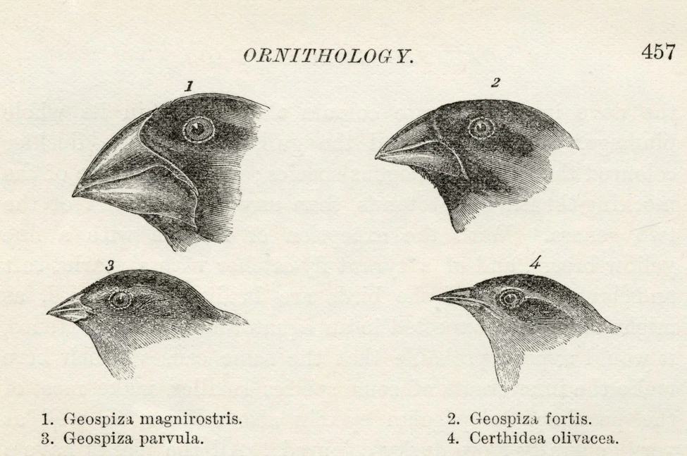 Зарисовки голов вьюрков с разной формой клюва на странице с надписью «Ornithology»